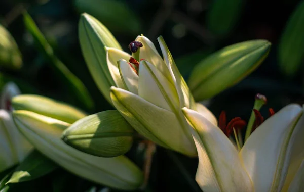 Detailní Záběr Květin Lily Kvetoucích Slunci Botanickém Parku Wuhan — Stock fotografie