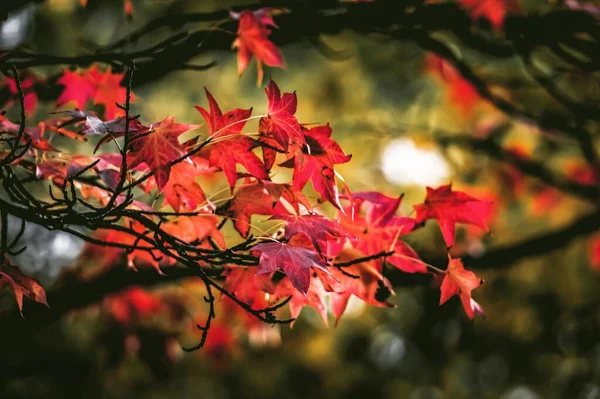 在一片生机勃勃的秋天的森林里 在一片朦胧的背景下 由艳丽的红枫叶构成的特写镜头 — 图库照片
