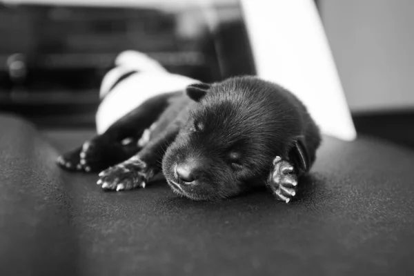 かわいい黒子犬の眠りのグレースケール — ストック写真