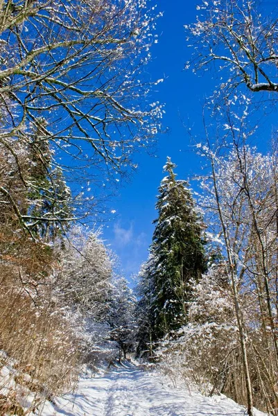 Tiro Vertical Das Árvores Floresta Coberta Neve Dia Inverno Ensolarado — Fotografia de Stock