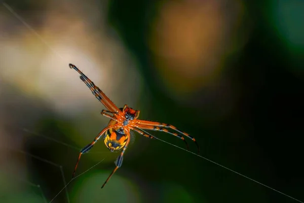 隐形眼镜蜘蛛在蜘蛛网上的一只长下巴蜘蛛的特写镜头 背景模糊 — 图库照片
