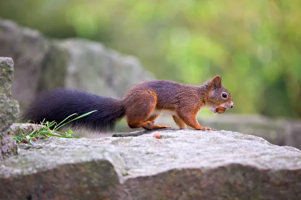 stock image A closeup shot of a Red squirrel eating on a rock in a forest on a sunny day