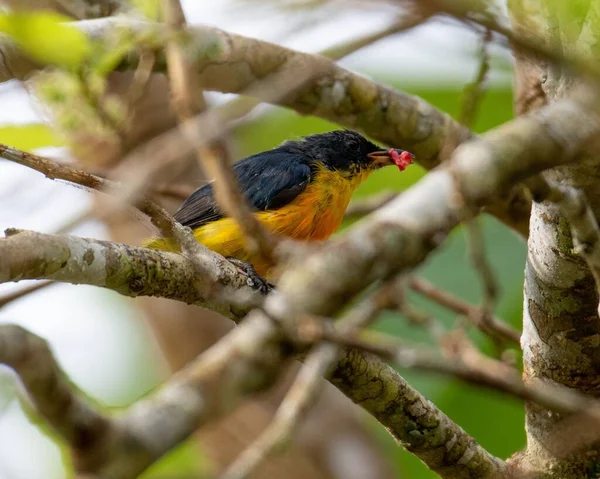 Beautiful Bird Eating Fruit Branch Nature Yellow Bellied Flowerpecker — Stock Photo, Image