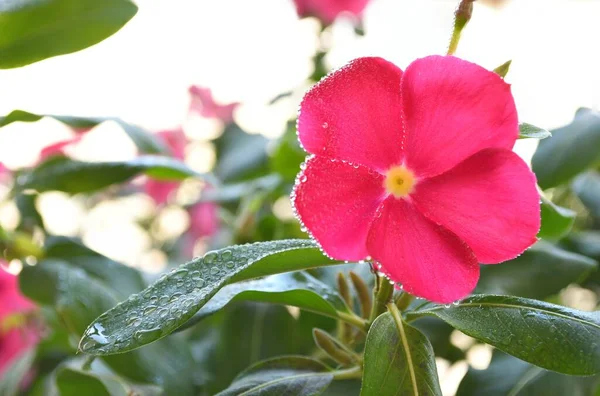 庭で満開の美しいピンクのビンカの花の閉鎖 — ストック写真