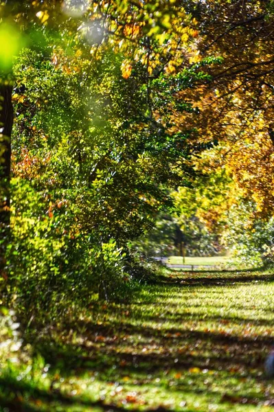 Vertical Shot Autumn Forest Landscape Trees Covered Orange Leaves — Stock Photo, Image