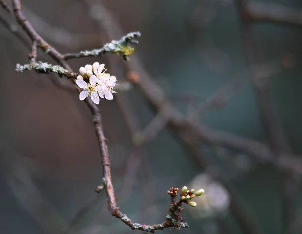 Krásný Detailní Záběr Rozkvetlé Třešně — Stock fotografie