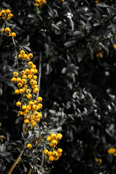 Plano Vertical Pyracantha Amarilla Creciendo Parque — Foto de Stock