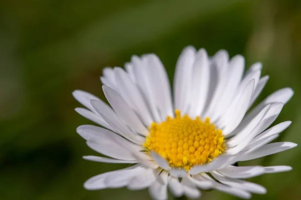 在朦胧的背景下 在白天的森林里拍摄的一朵白色雏菊的特写 — 图库照片