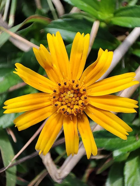 Primer Plano Vertical Una Flor Wedelia Amarilla —  Fotos de Stock