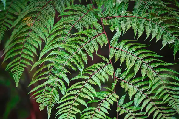 Eine Nahaufnahme Von Grünen Blättern Einer Pflanze Auf Verschwommenem Hintergrund — Stockfoto