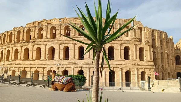 Una Vista Panorámica Del Anfiteatro Jem Con Camello Sentado Frente —  Fotos de Stock