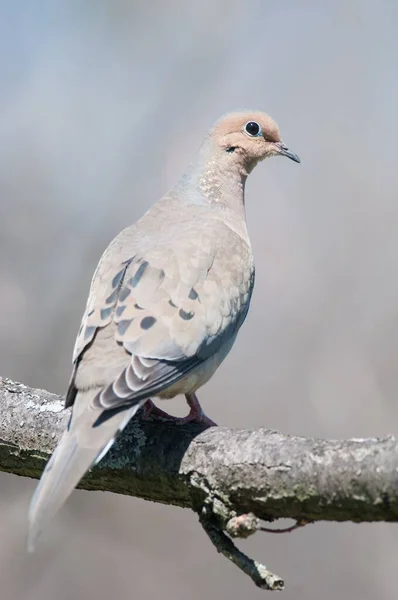 Vertical Shot Rock Dove Branch Blurred Background — Stock Photo, Image