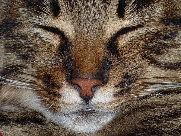 Närbild Ansiktet Randig Katt Med Slutna Ögon — Stockfoto