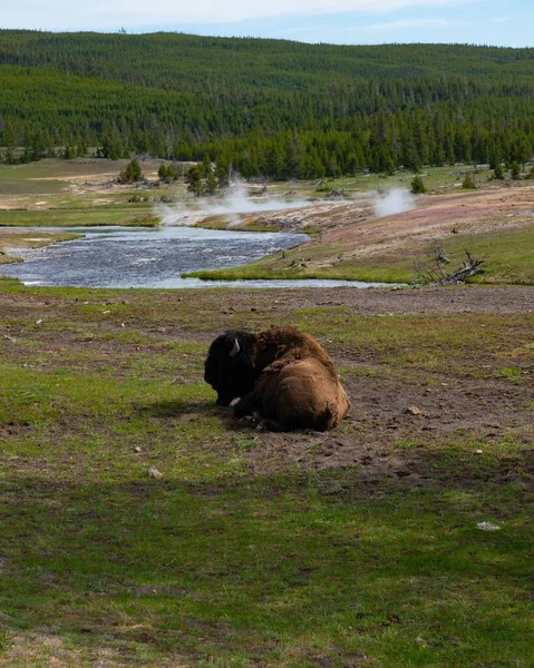Vertical Shot Large Brown Bison Laying Grass — Stock Photo, Image