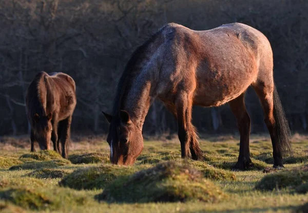 两匹棕色的马在森林的草地上吃草的特写镜头 — 图库照片