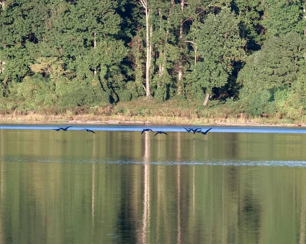 Una Bandada Gansos Anser Volando Sobre Lago Reflectante Con Árboles — Foto de Stock