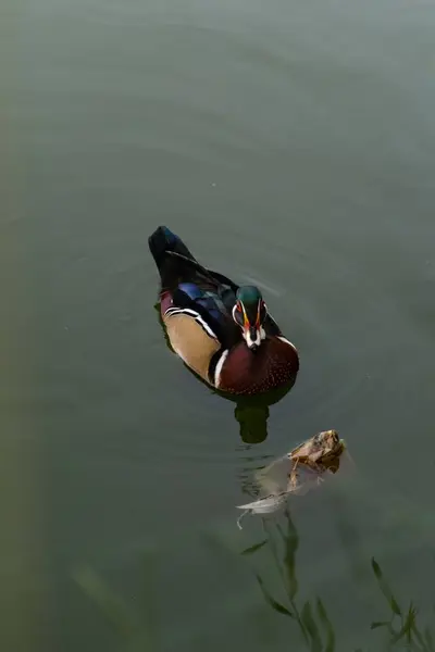 Dois Patos Nadando Uma Lagoa Romênia — Fotografia de Stock