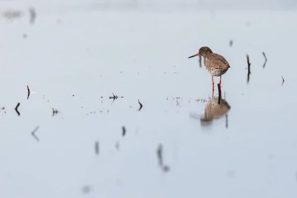 Samotny Czerwonononogi Ptak Płytkim Jeziorze Bagiennym Holandii — Zdjęcie stockowe