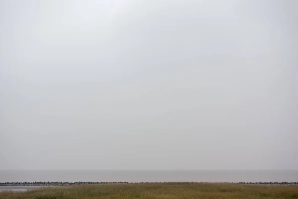 Вид Поле Тлі Блідо Сірого Неба — стокове фото