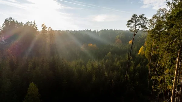 Malowniczy Widok Światła Słonecznego Przez Drzewa Leśne — Zdjęcie stockowe