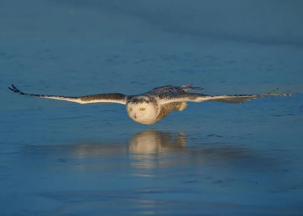 水面を飛んでいる雪のフクロウ ボボスカンディアカス の群れ — ストック写真