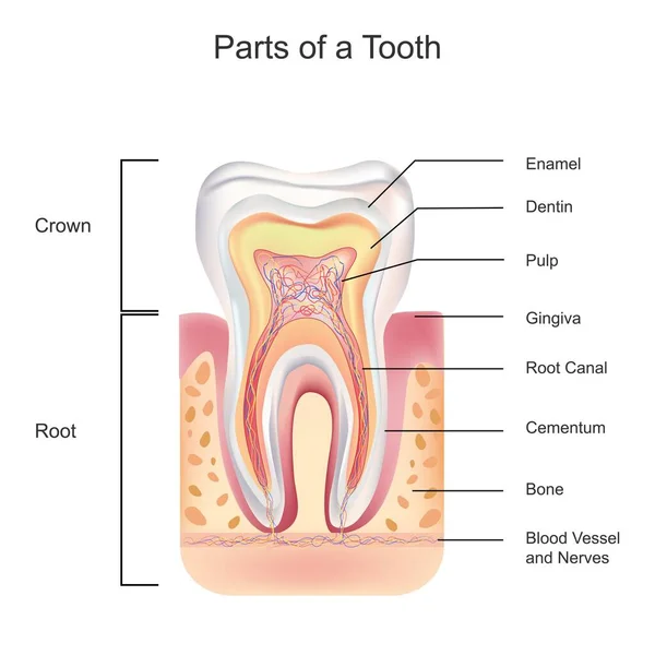 Біологічна Ілюстрація Деталізованої Анатомії Зуба Білому Тлі — стокове фото