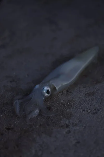 Vertical Footage Dead Squid Lying Beach Sand — Stock Photo, Image