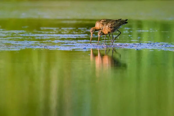 Dois Pássaros Wader Cauda Preta Godwit Lago Pântano Raso Holanda — Fotografia de Stock