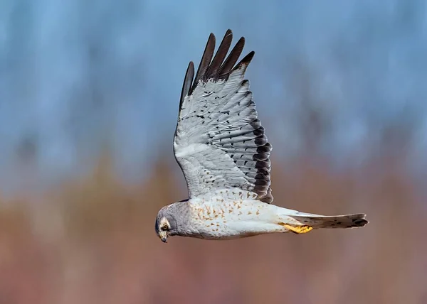 Wybiórcze Ujęcie Północnego Harrier Ptaka Latającego Lesie — Zdjęcie stockowe