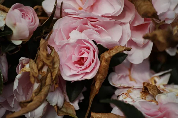 穏やかなピンクのバラと乾燥した秋のクローズアップは 背景として最適です — ストック写真