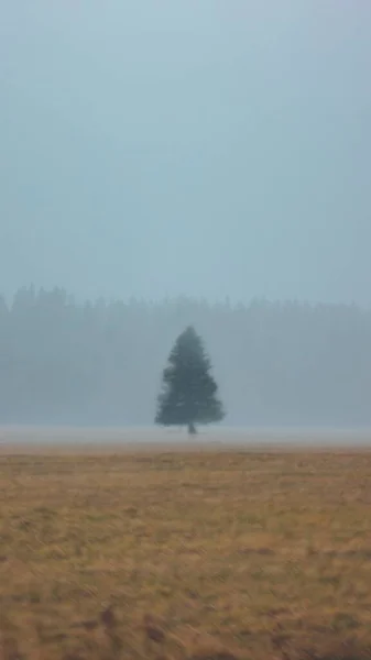 Vertical Evergreen Tree Standing Alone Foggy Field Golden Lawn — Stock Photo, Image