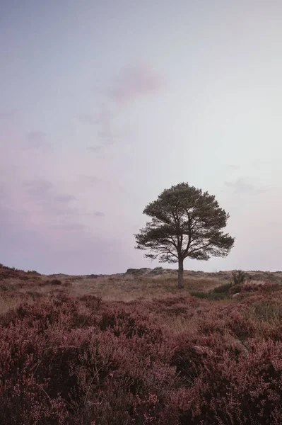 Bir Ağacın Dikey Hali Bir Vadide Tek Başına Bol Yeşillik — Stok fotoğraf