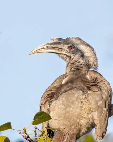 Hornbill Cinza Indiano Olhando Para Trás Uma Árvore — Fotografia de Stock