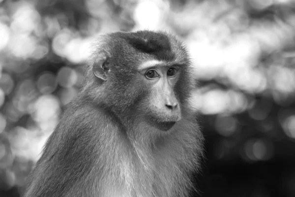 Eine Nahaufnahme Eines Wilden Affen Mit Einem Niedlichen Gesicht Auf — Stockfoto