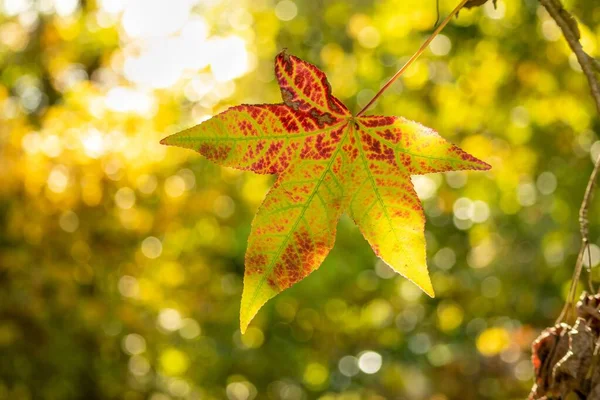 Sonbaharda Ormanda Yeşil Kırmızı Turuncu Yaprakların Yakın Çekimi — Stok fotoğraf