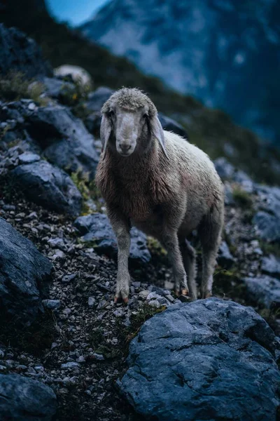 Вертикальный Снимок Овцы Стоящей Скале Горы Цугшпитце Голубой Час — стоковое фото