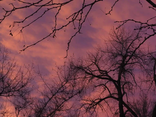 Силует Безлистяних Гілок Проти Заходу Сонця Епічним Кольором Неба — стокове фото