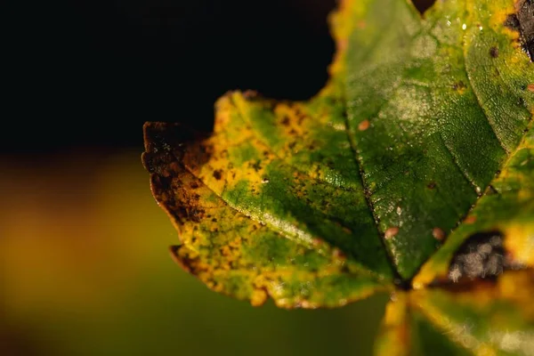 Bulanık Arkaplanı Olan Bir Yaprağın Yakın Plan Çekimi — Stok fotoğraf
