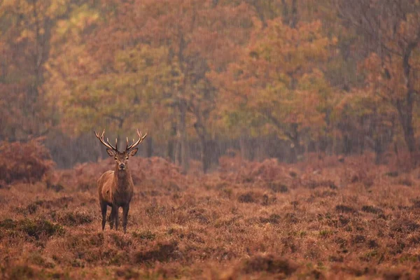 森の中の芝地に赤い鹿のクローズアップショット — ストック写真