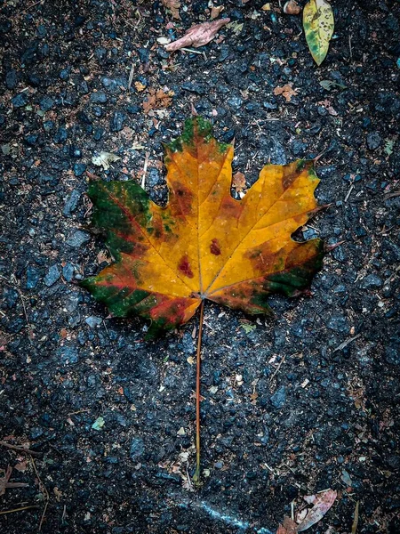 Eine Vertikale Aufnahme Eines Herbstblattes Auf Dem Boden — Stockfoto