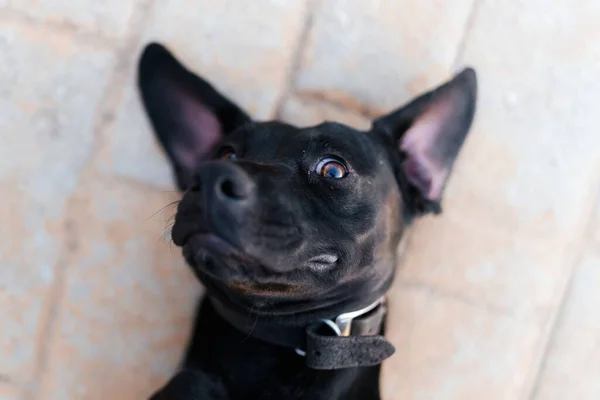 床に横になって面白い顔をしたかわいい犬のクローズアップ — ストック写真