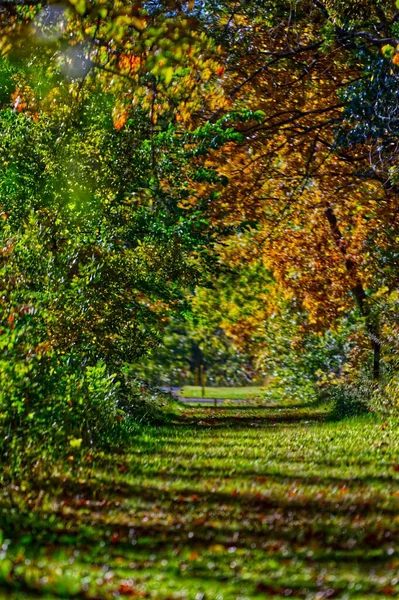 Вертикальный Снимок Осеннего Лесного Пейзажа Деревьями Покрытыми Оранжевыми Листьями — стоковое фото
