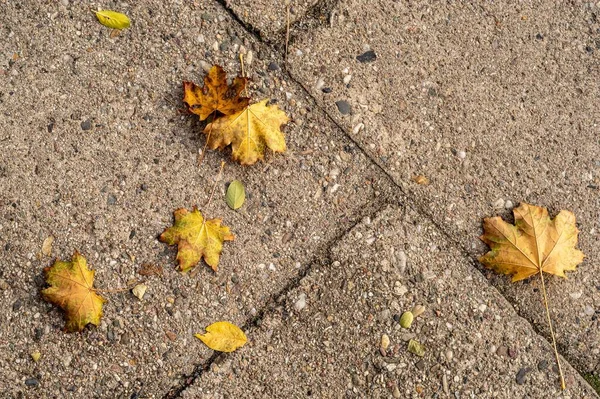Верхний Вид Желтых Осенних Листьев Упал Землю — стоковое фото