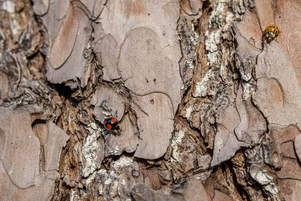 Closeup Shot Small Ladybird Wall — Stock Photo, Image