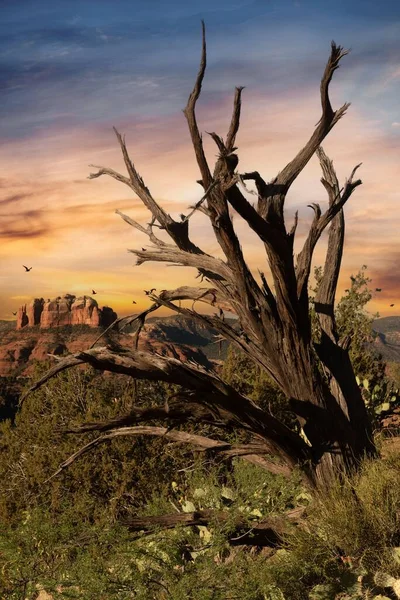 Eine Vertikale Aufnahme Eines Verwitterten Baumes Vor Dem Hintergrund Des — Stockfoto