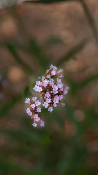 Vertical Closeup Shot Blooming Small Pink Wildflowers — Stock Photo, Image