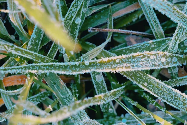 地面に雪が積もっている緑の植物の葉の塊 — ストック写真