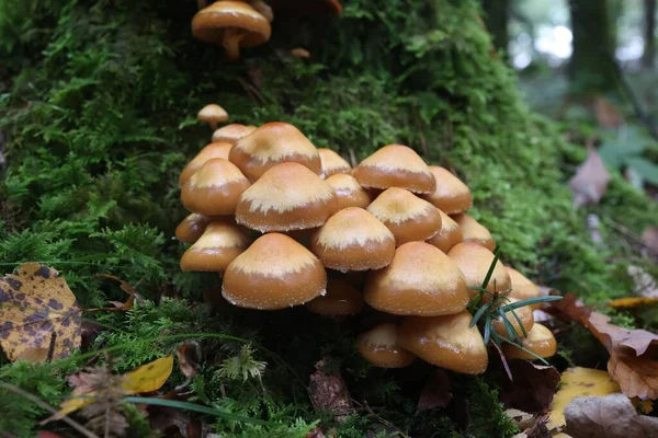 Herfstpaddenstoelen Groeien Het Bos Een Stomp — Stockfoto