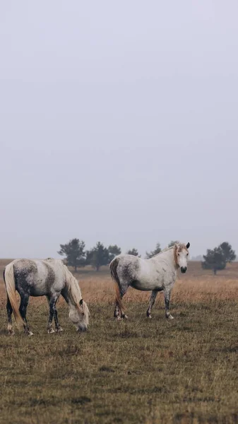 Die Pferde Weiden Auf Einem Hügel — Stockfoto