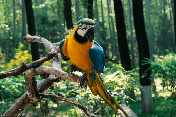 Enfoque Selectivo Vista Cerca Pájaro Guacamayo Tropical Posado Una Rama —  Fotos de Stock